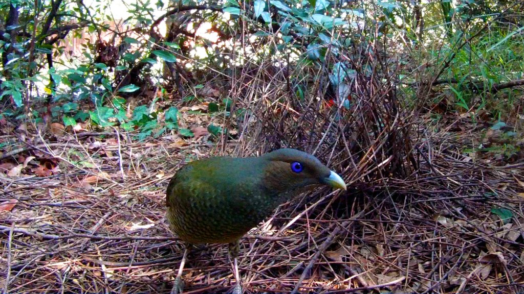 In praise of the&nbsp;Bowerbird